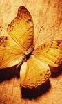 pic for Glitter Gold Butterfly 768x1280